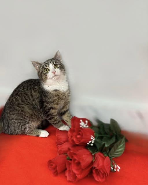 Eros, ADOPTABLE, Kitten Male Domestic Short Hair.