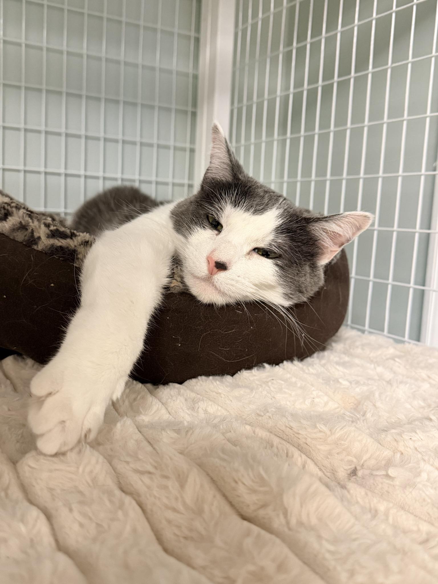 Enlarge Lily, a ADOPTABLE Domestic Short Hair in Suffolk, VA image 3/3