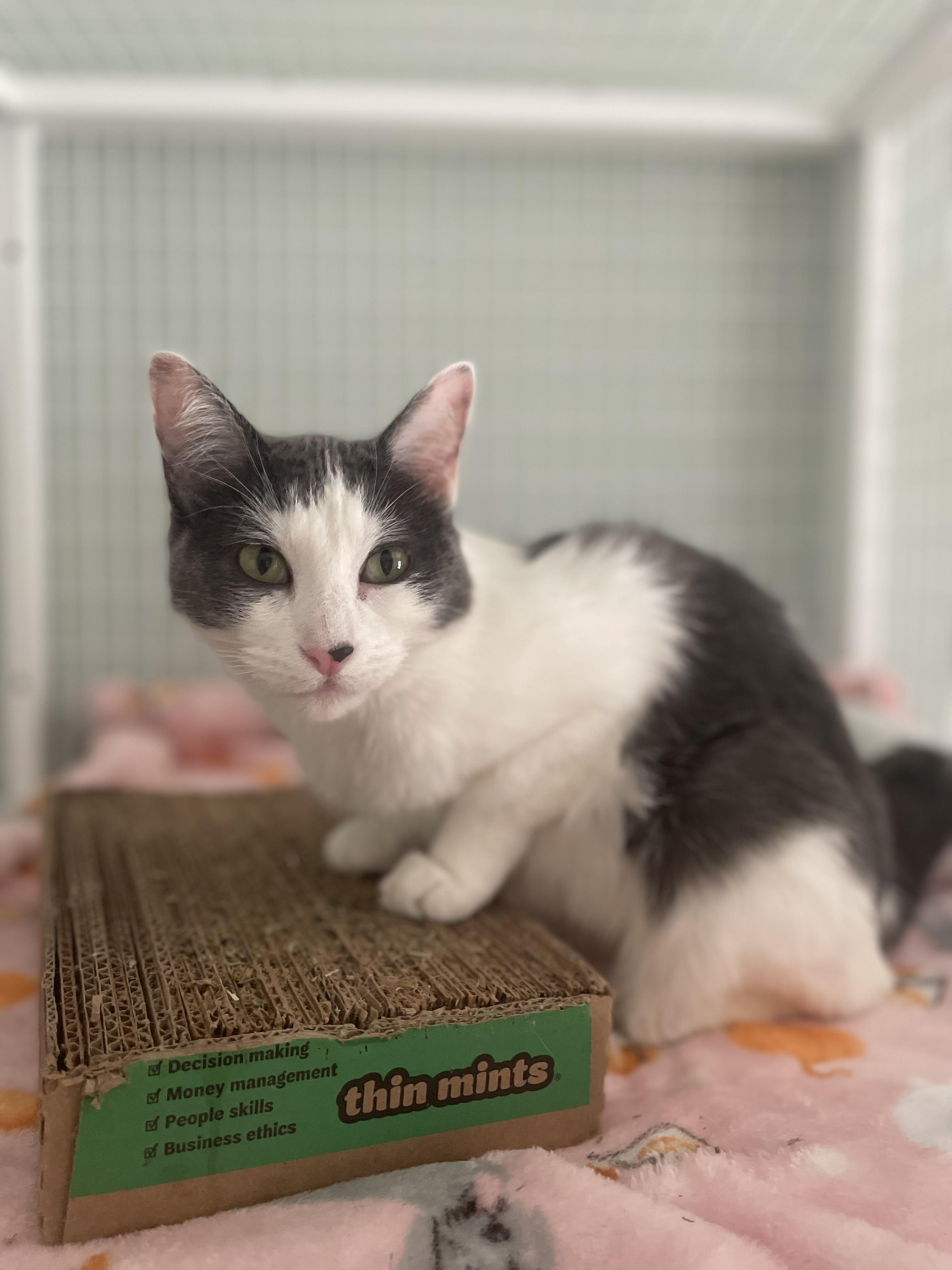 Enlarge Lily, a ADOPTABLE Domestic Short Hair in Suffolk, VA image 2/2