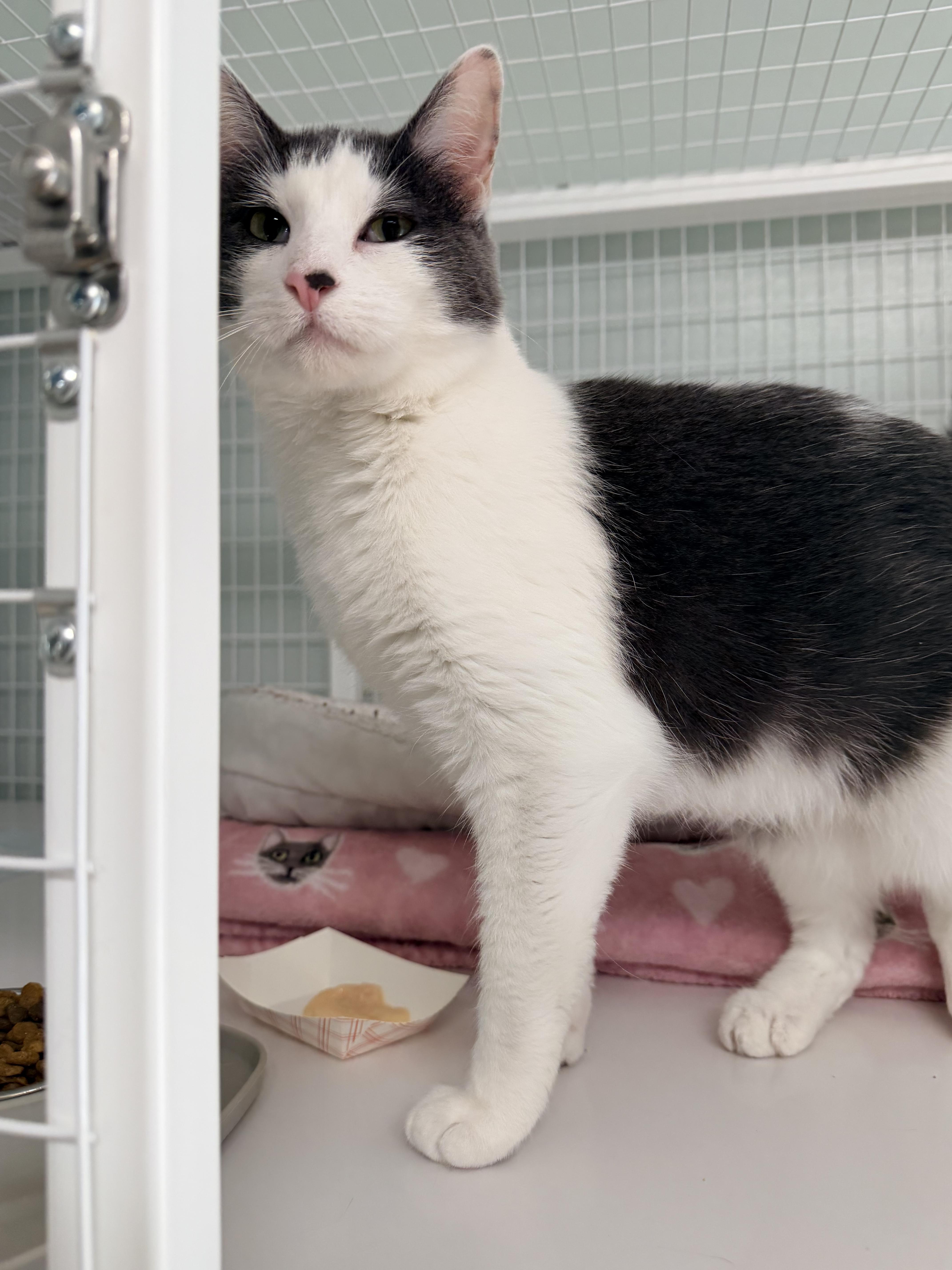 Enlarge Lily, a ADOPTABLE Domestic Short Hair in Suffolk, VA image 1/2