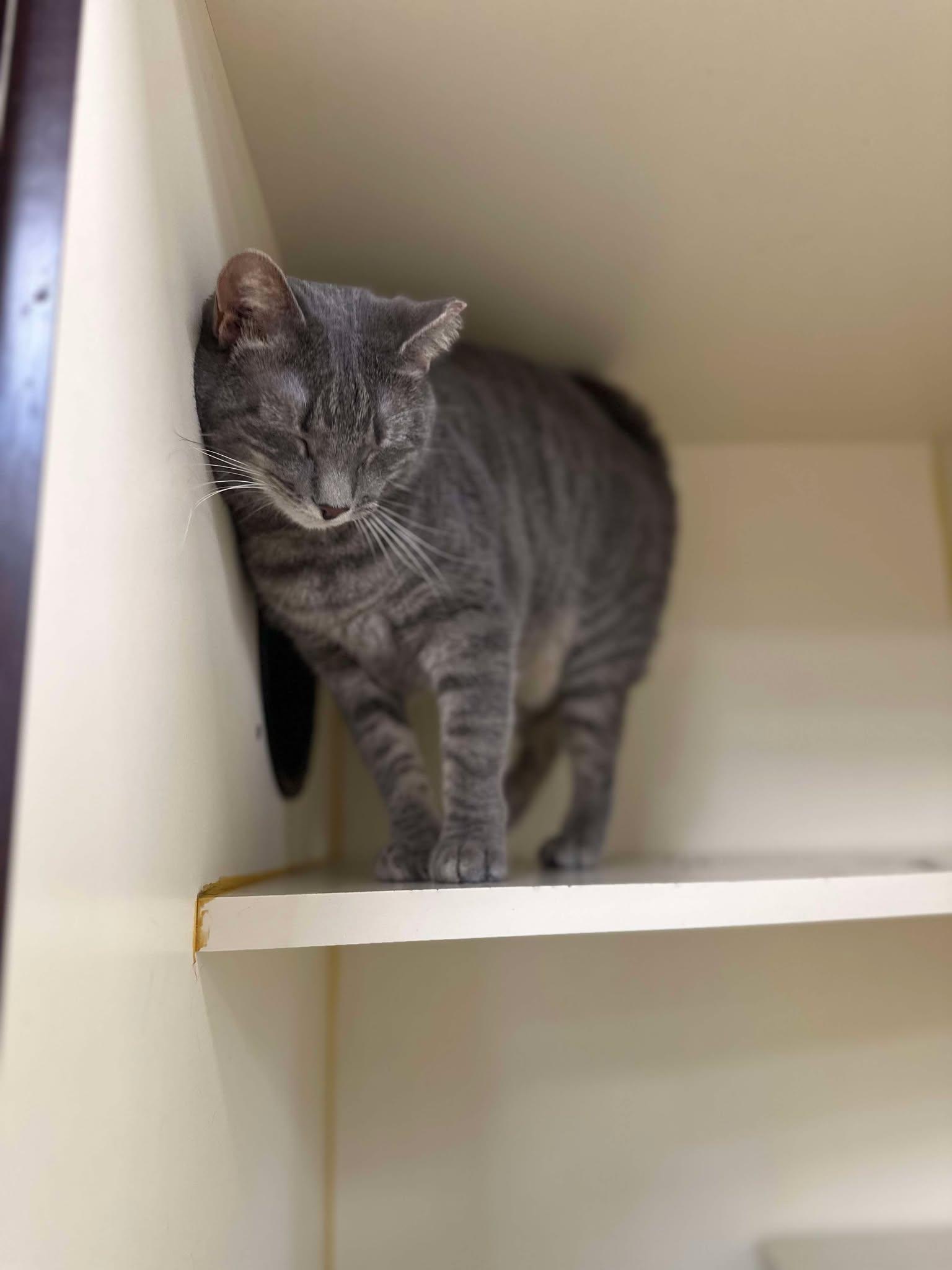 Cayenne, a Adoptable Domestic Short Hair in Myerstown, PA image 3/3