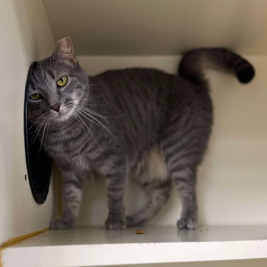 Cayenne, a Adoptable Domestic Short Hair in Myerstown, PA image 2/3