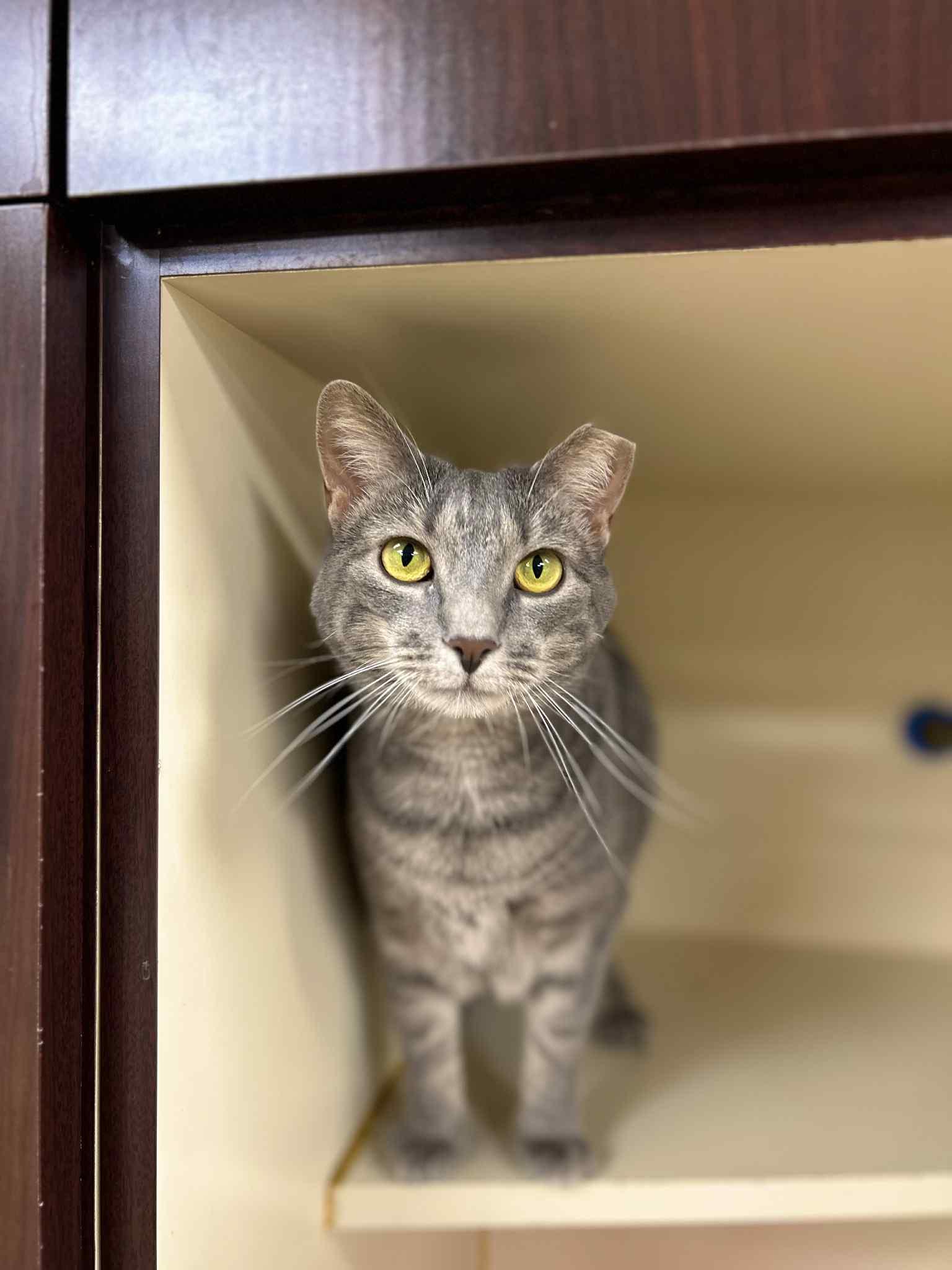 Cayenne, a Adoptable Domestic Short Hair in Myerstown, PA image 1/3