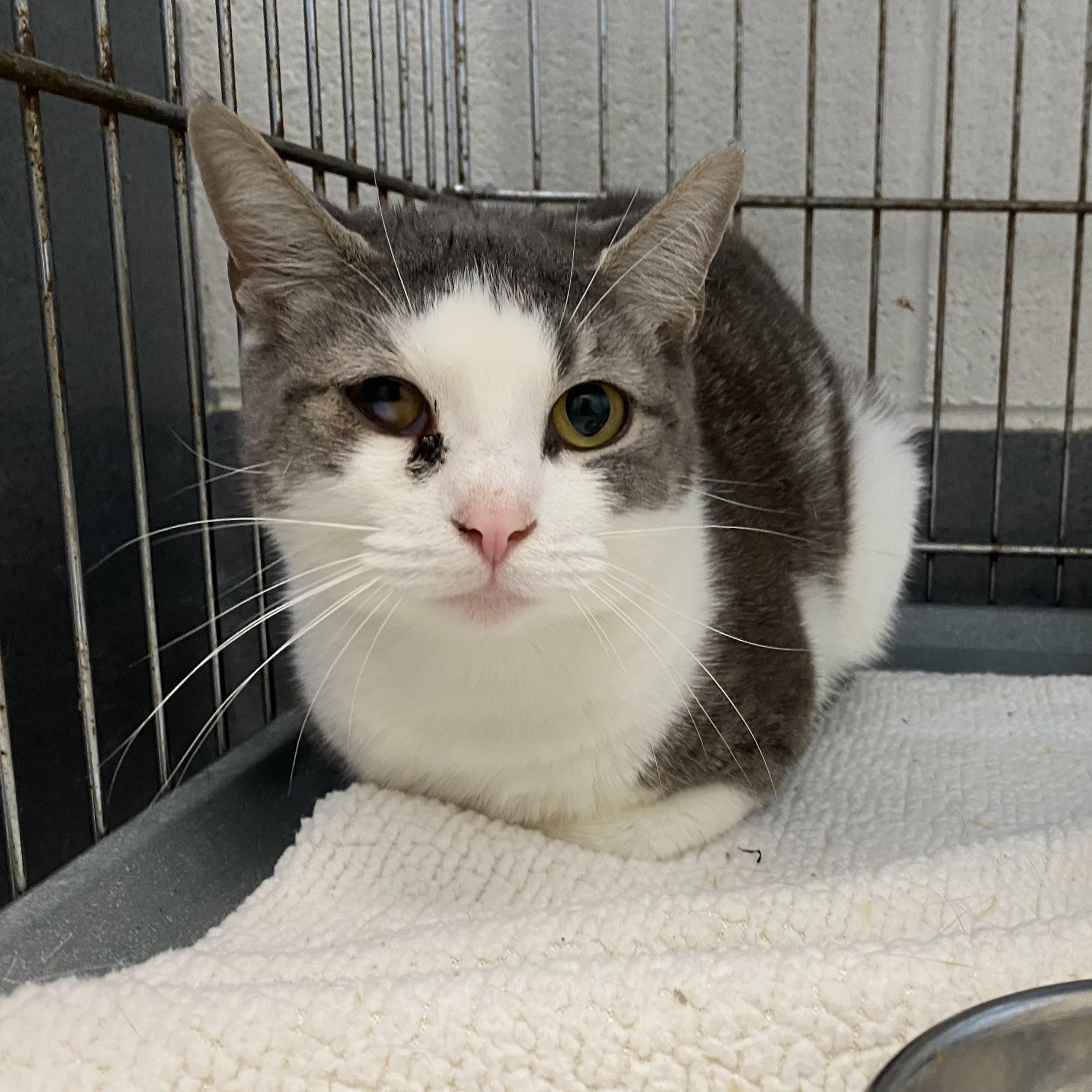 Enlarge Jackie, a ADOPTABLE Domestic Short Hair in King George, VA image 1/2