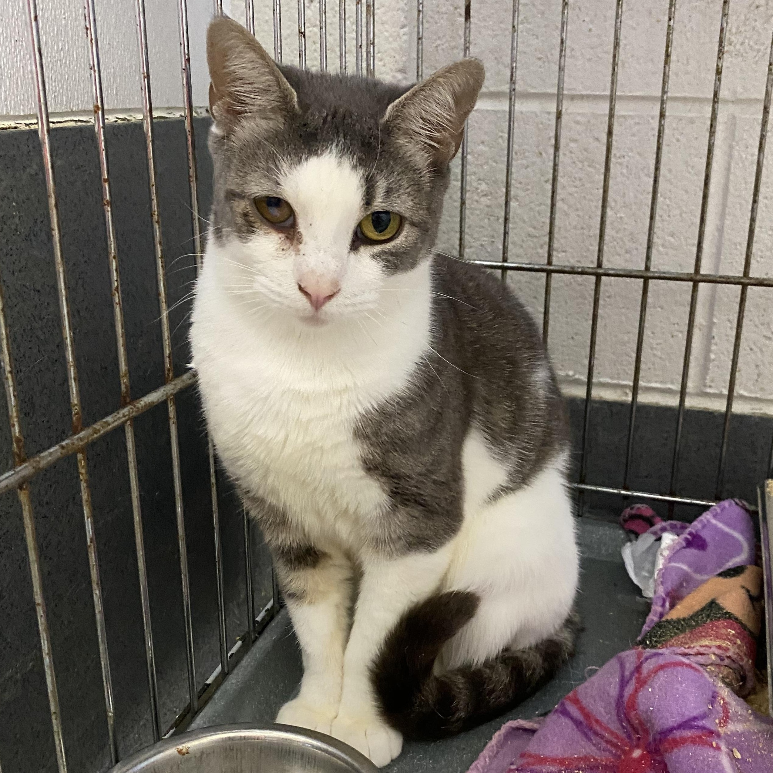 Enlarge Jackie, a ADOPTABLE Domestic Short Hair in King George, VA image 2/2