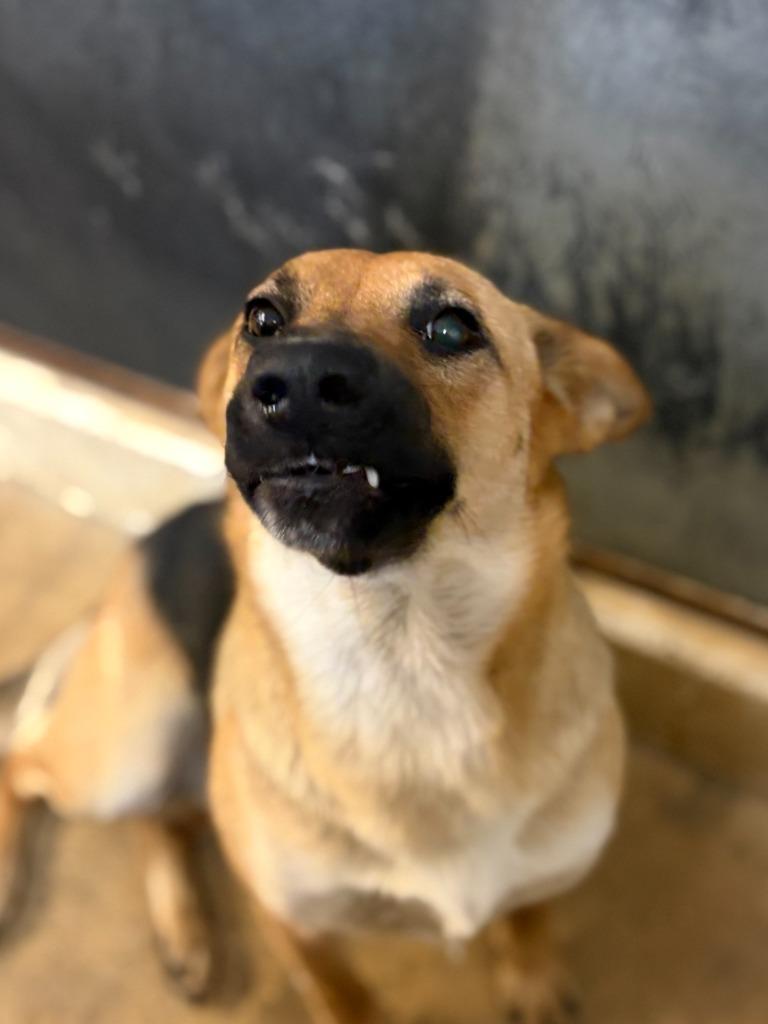 Daphne, Adoptable, Adult Female Shepherd & Mixed Breed.