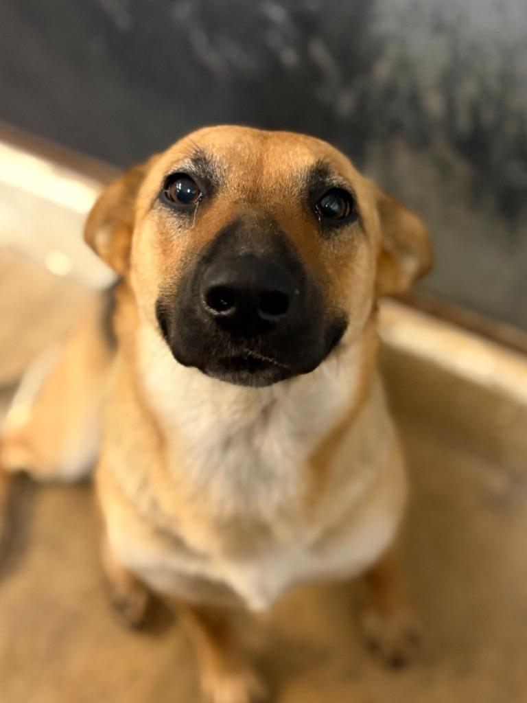 Enlarge Daphne, a Adoptable mixed breed in Lockhart, TX image 2/3