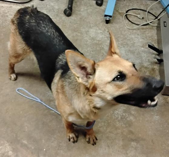 Enlarge Daphne, a Adoptable mixed breed in Lockhart, TX image 3/3