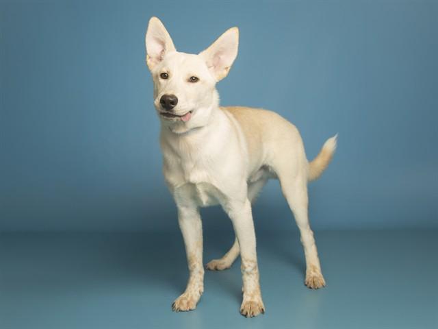 Enlarge YODA, a Adoptable Husky in Phoenix, AZ image 1/1