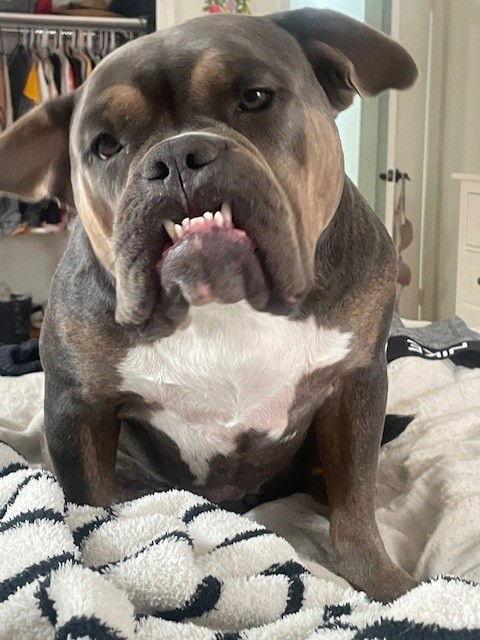 Lala, Adopted, Adult Female American Bulldog.