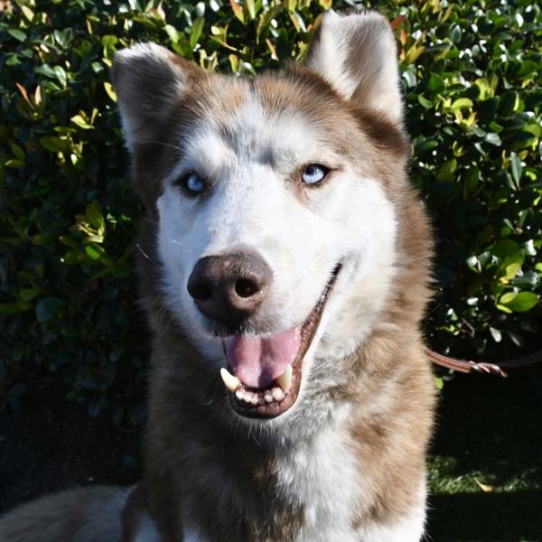 Enlarge Alucard, a Adoptable mixed breed in Oceanside, CA image 1/1