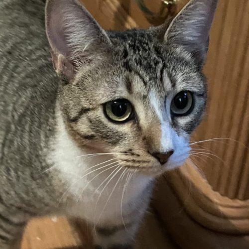 Dwight, Adoptable, Young Male Domestic Short Hair.