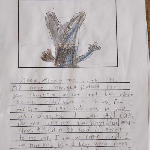 Enlarge Dwight, a Adoptable Domestic Short Hair in Toms River, NJ image 2/6