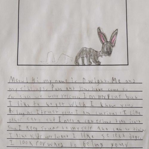 Enlarge Dwight, a Adoptable Domestic Short Hair in Toms River, NJ image 3/6