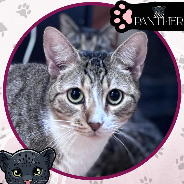 Enlarge Dwight, a Adoptable Domestic Short Hair in Toms River, NJ image 4/6