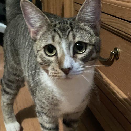 Enlarge Dwight, a Adoptable Domestic Short Hair in Toms River, NJ image 5/6