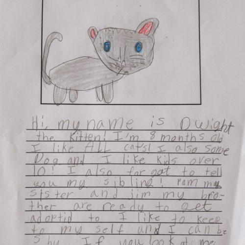 Enlarge Dwight, a Adoptable Domestic Short Hair in Toms River, NJ image 6/6