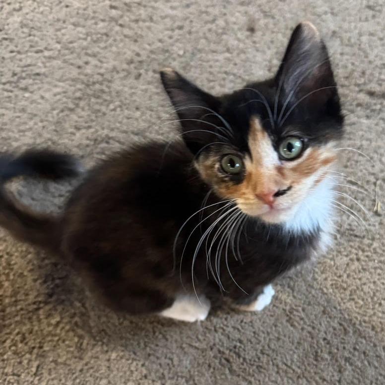 Nori, Adoptable, Kitten Female Domestic Short Hair.