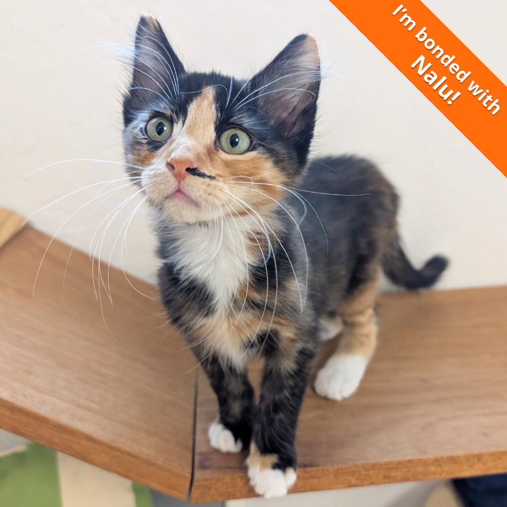 Nori, a Adoptable Domestic Short Hair in Pleasant Hill, CA image 2/5