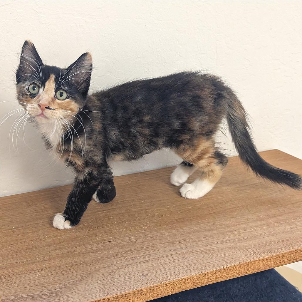 Nori, a Adoptable Domestic Short Hair in Pleasant Hill, CA image 4/5