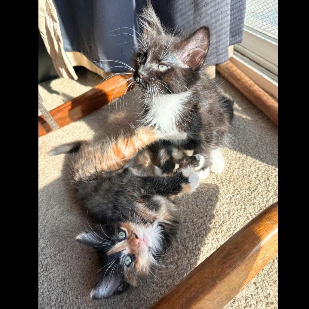 Nori, a Adoptable Domestic Short Hair in Pleasant Hill, CA image 5/5