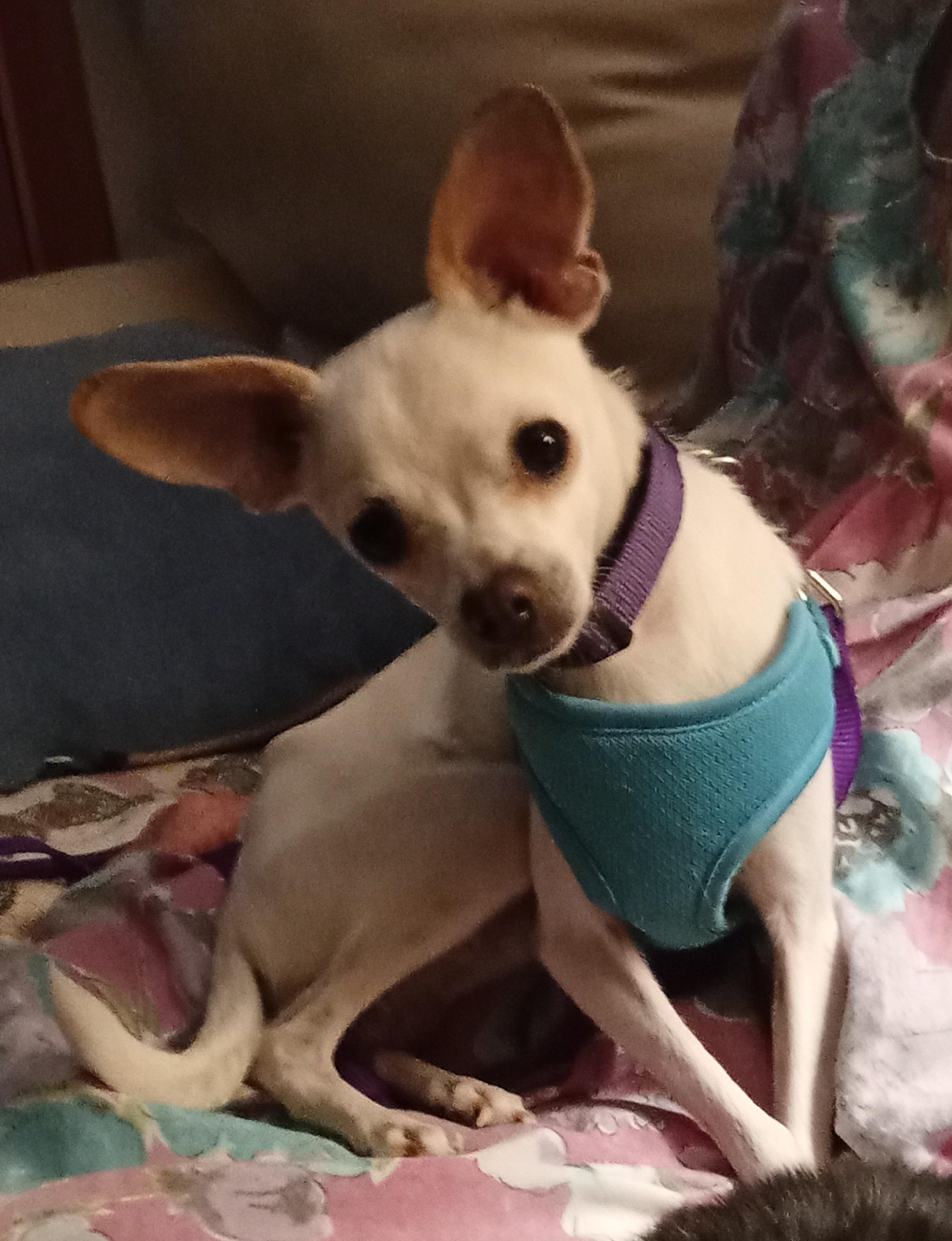 Orion, ADOPTABLE, Young Male Chihuahua.