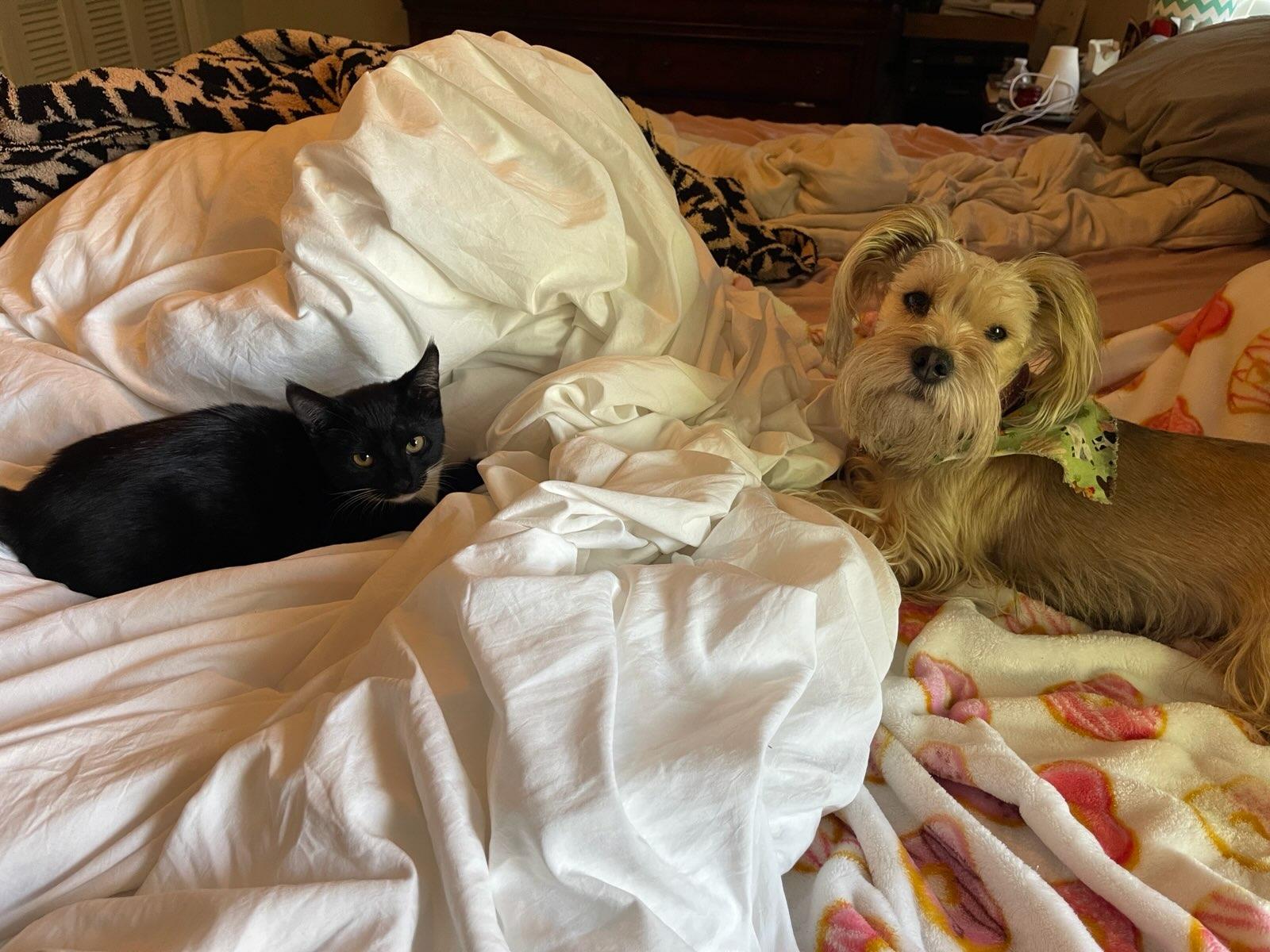 Miss Feliz, an adopted mixed breed in Ridgefield, NJ image 2/5