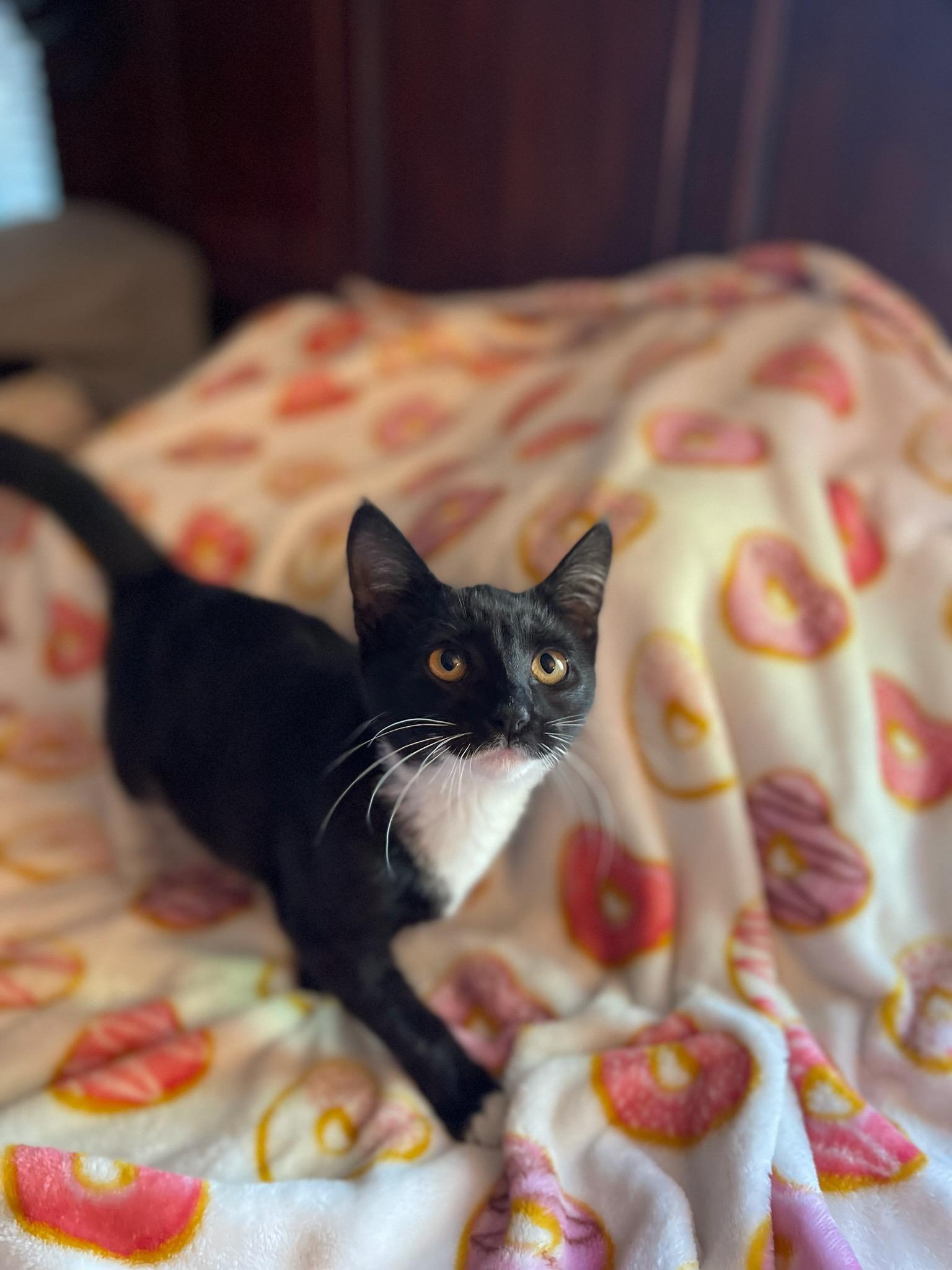 Miss Feliz, an adopted mixed breed in Ridgefield, NJ image 3/5