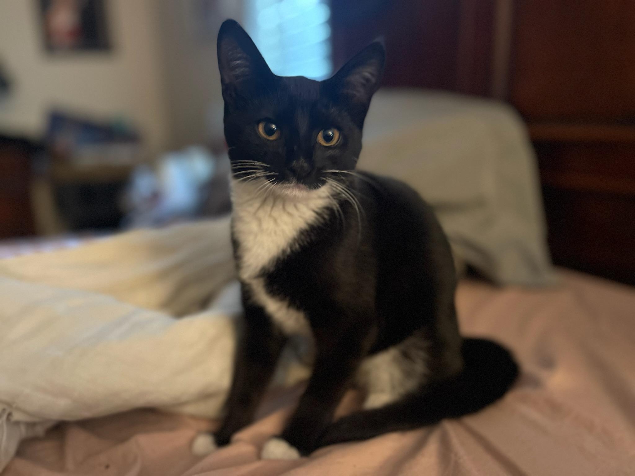 Miss Feliz, an adopted mixed breed in Ridgefield, NJ image 4/5