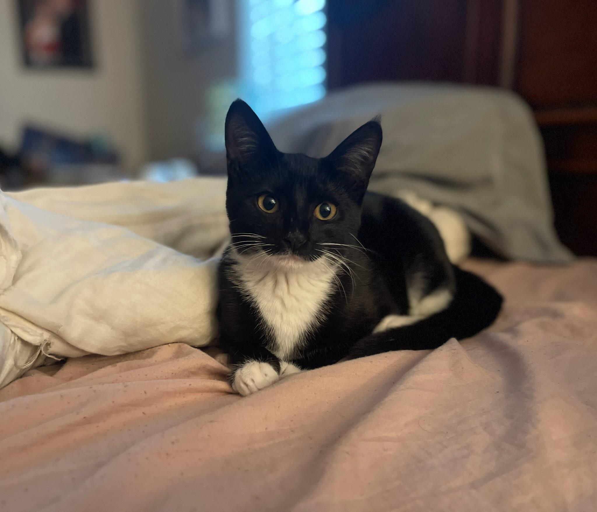 Miss Feliz, an adopted mixed breed in Ridgefield, NJ image 1/5