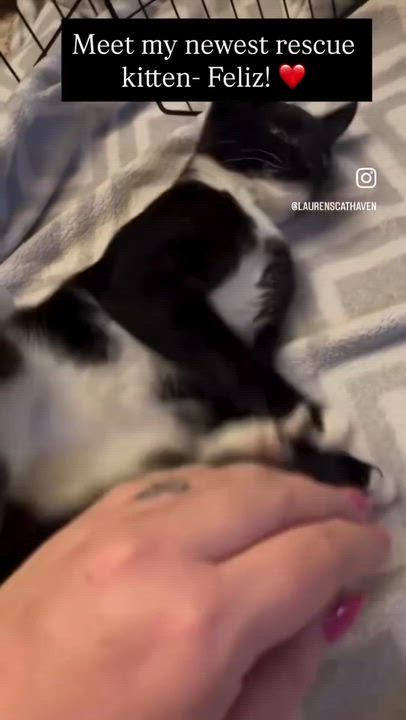 Enlarge Miss Feliz, an adopted mixed breed in Ridgefield, NJ video 5/5