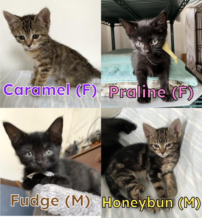 Caramel, Praline, Fudge, & Honeybun Domestic Short Hair Cat