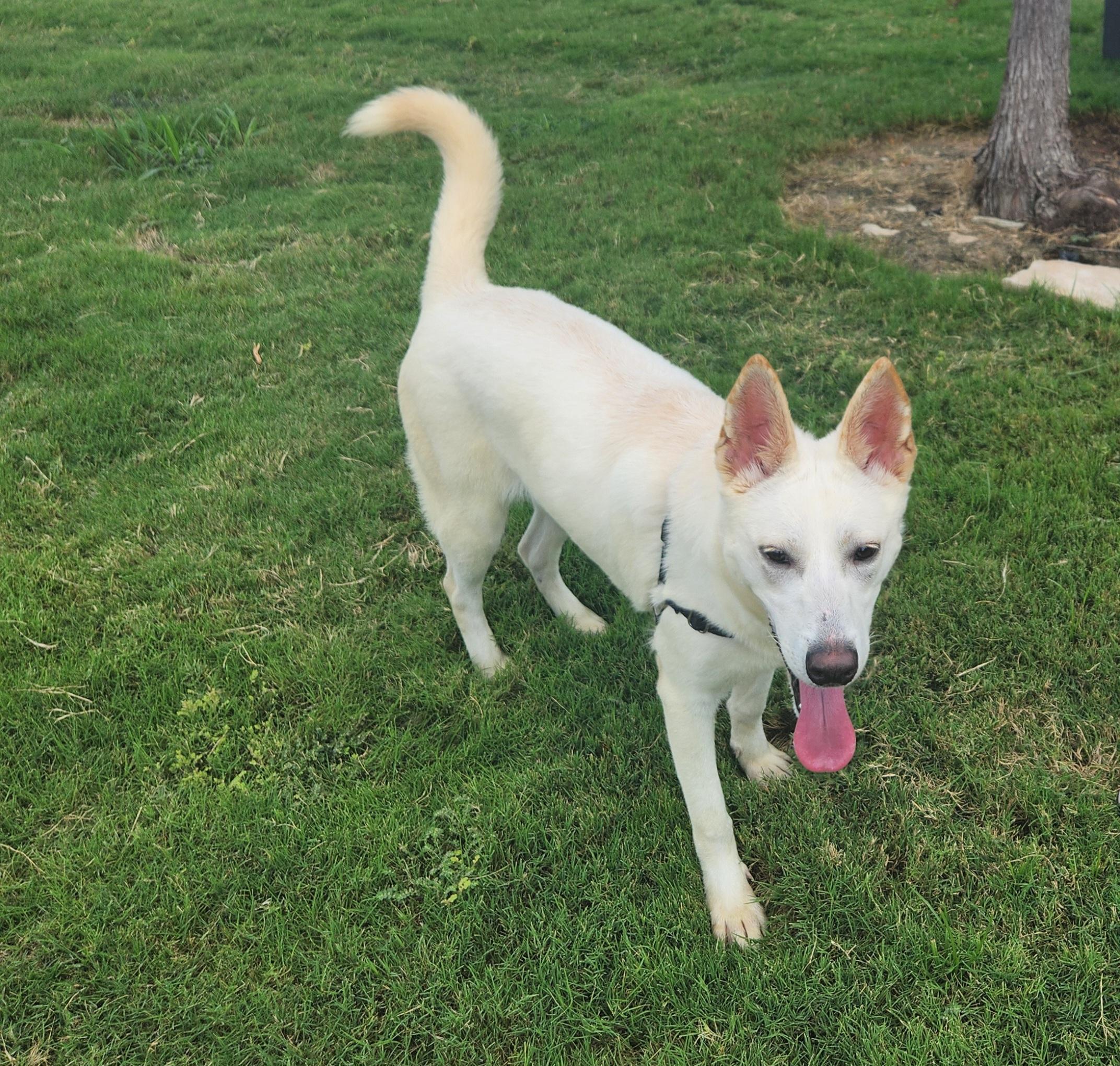 Enlarge Luna, a Adoptable mixed breed in Colorado Springs, CO image 6/6