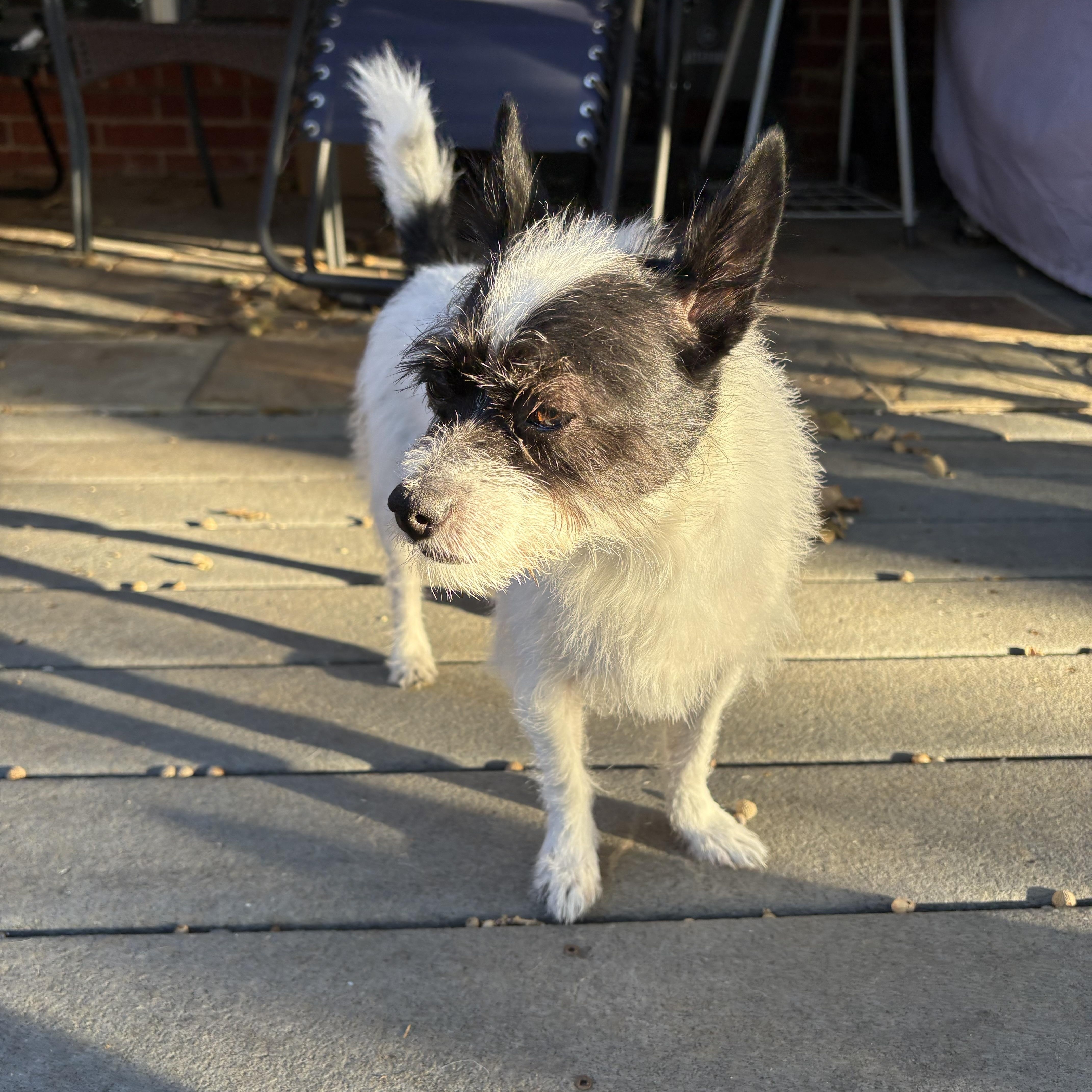 Charlie, an adopted mixed breed in Benbrook, TX image 5/5