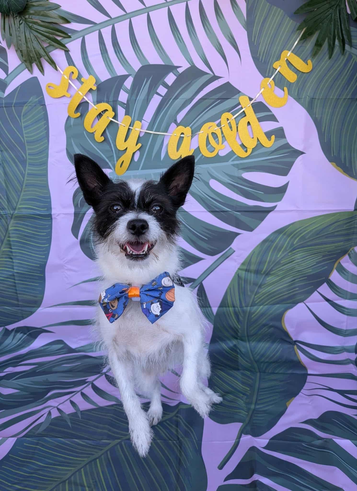 Charlie, adopted, Adult Male Jack Russell Terrier & Smooth Collie.