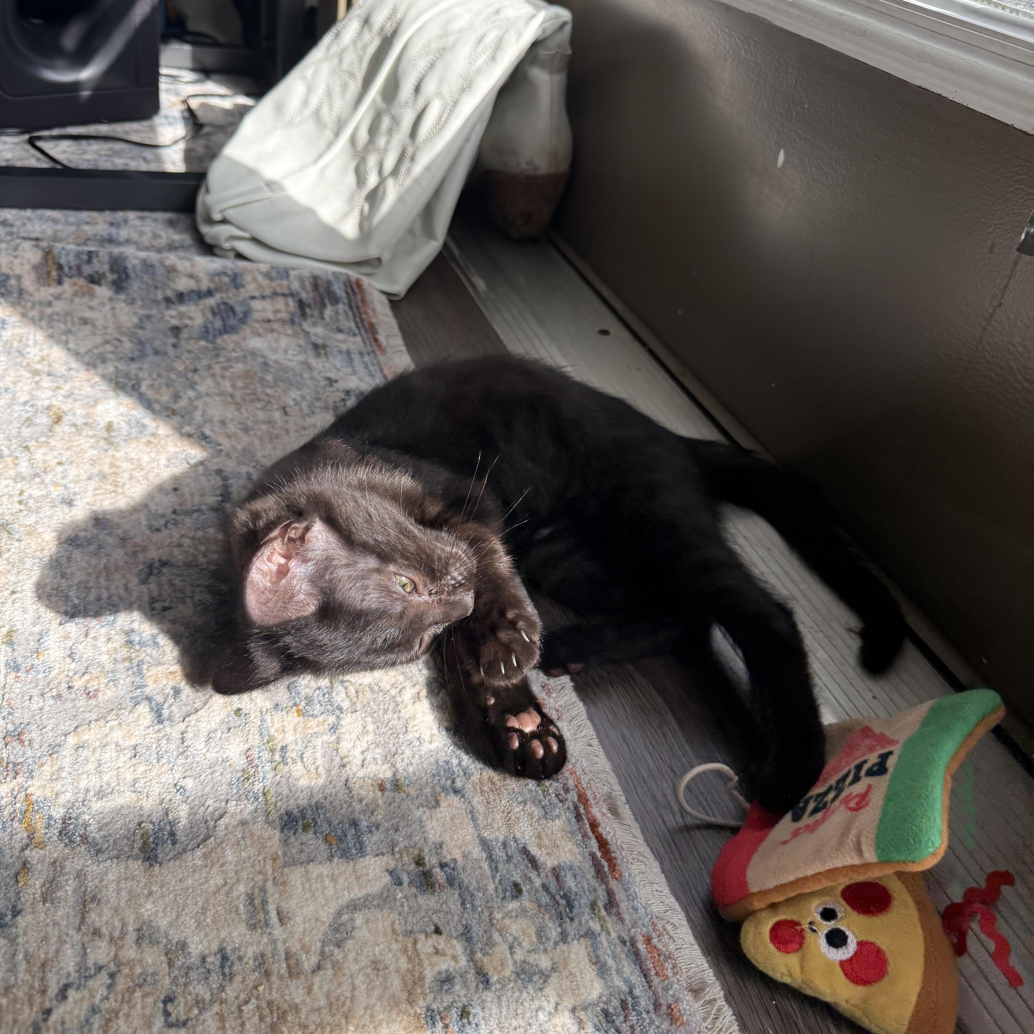 Sage, a Adoptable Domestic Short Hair in Mississippi State, MS image 6/6