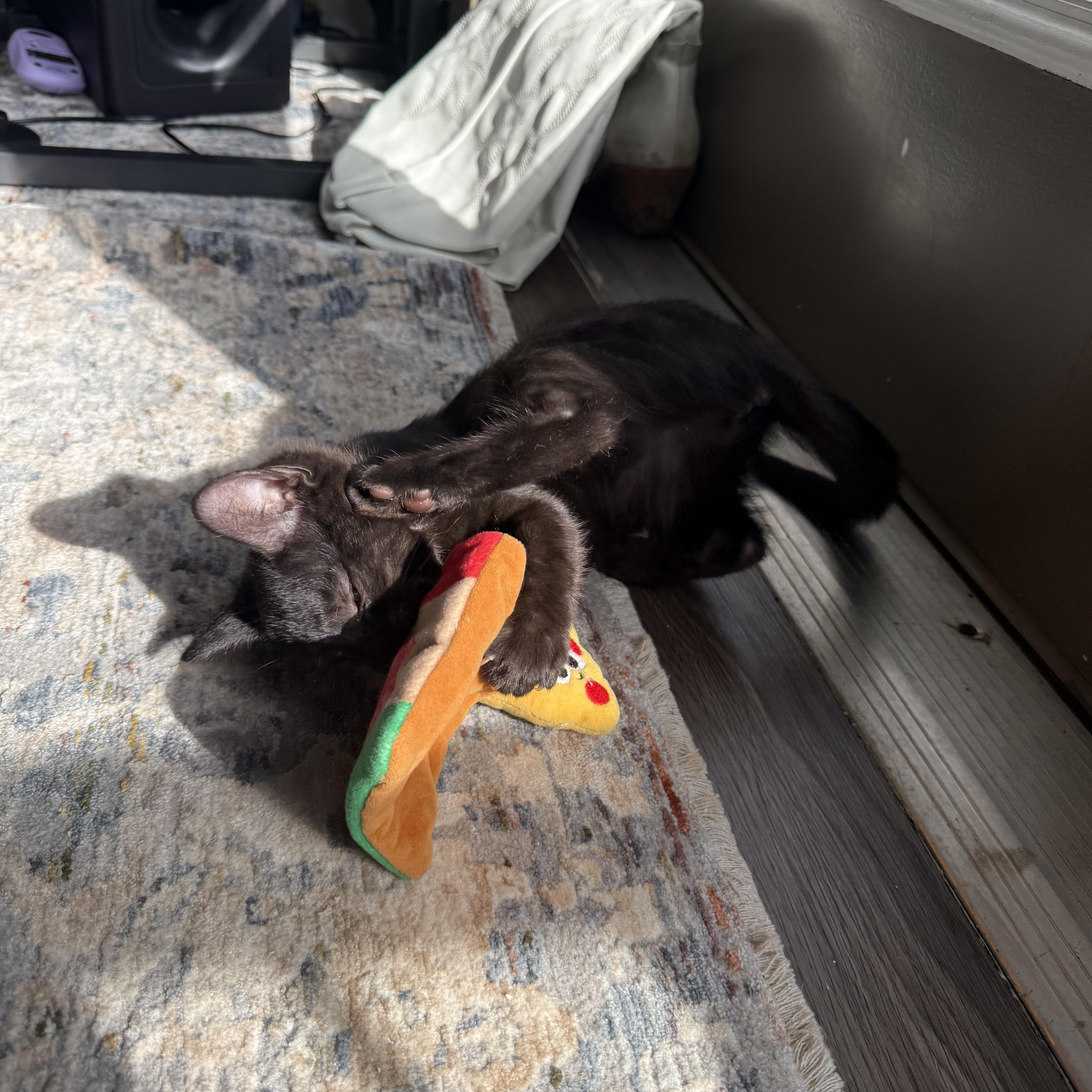 Sage, a Adoptable Domestic Short Hair in Mississippi State, MS image 3/6