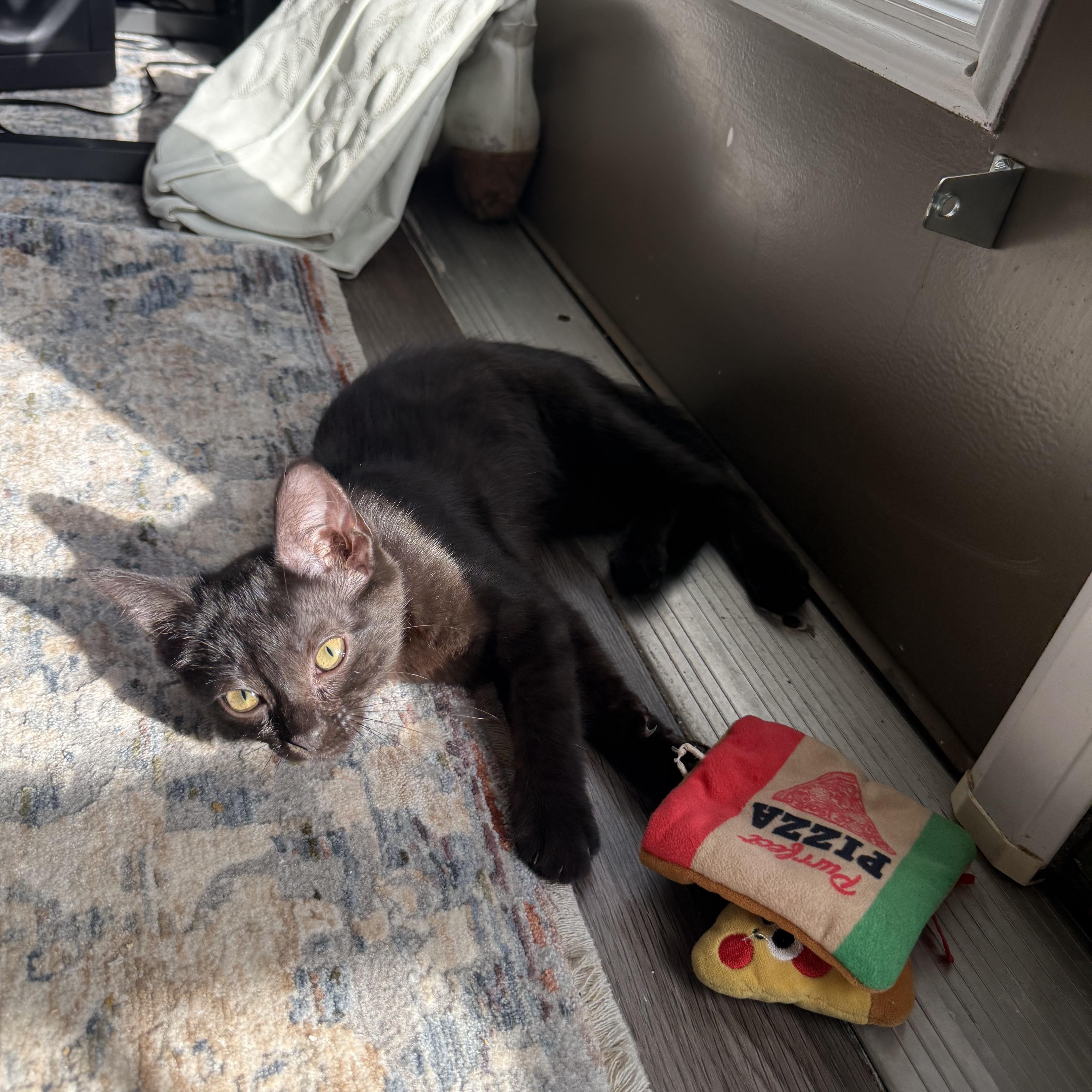 Sage, a Adoptable Domestic Short Hair in Mississippi State, MS image 4/6
