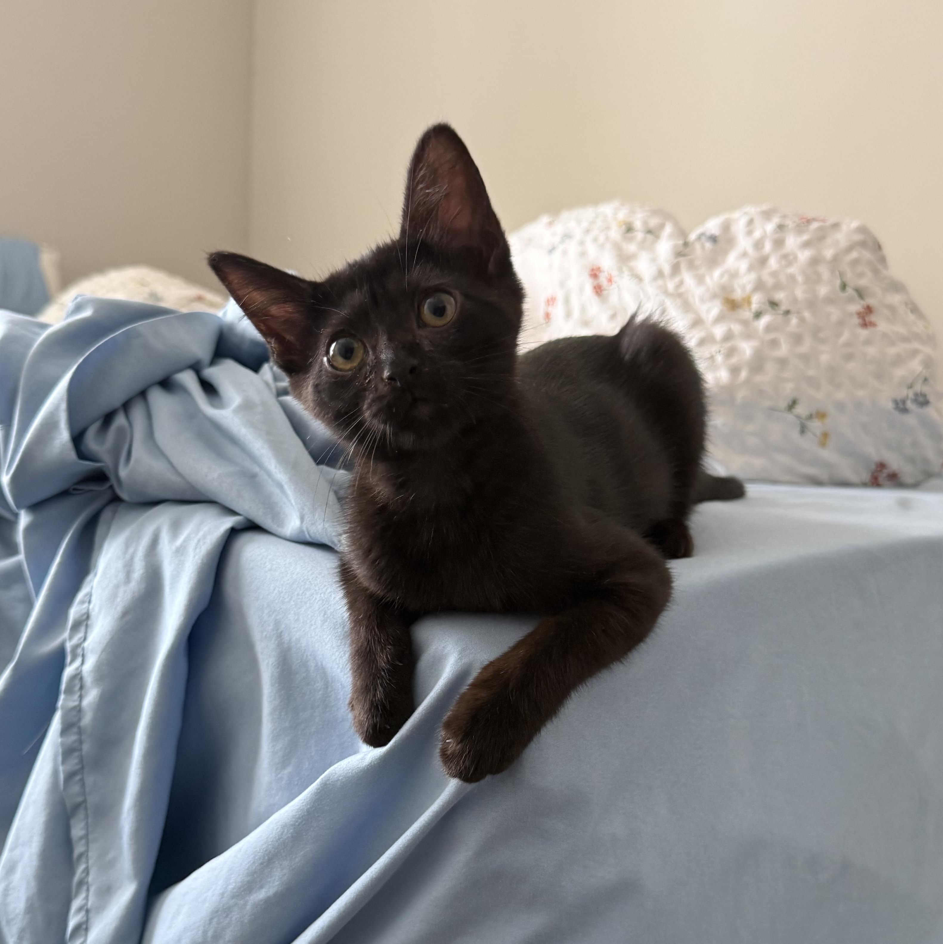Sage, a Adoptable Domestic Short Hair in Mississippi State, MS image 2/6