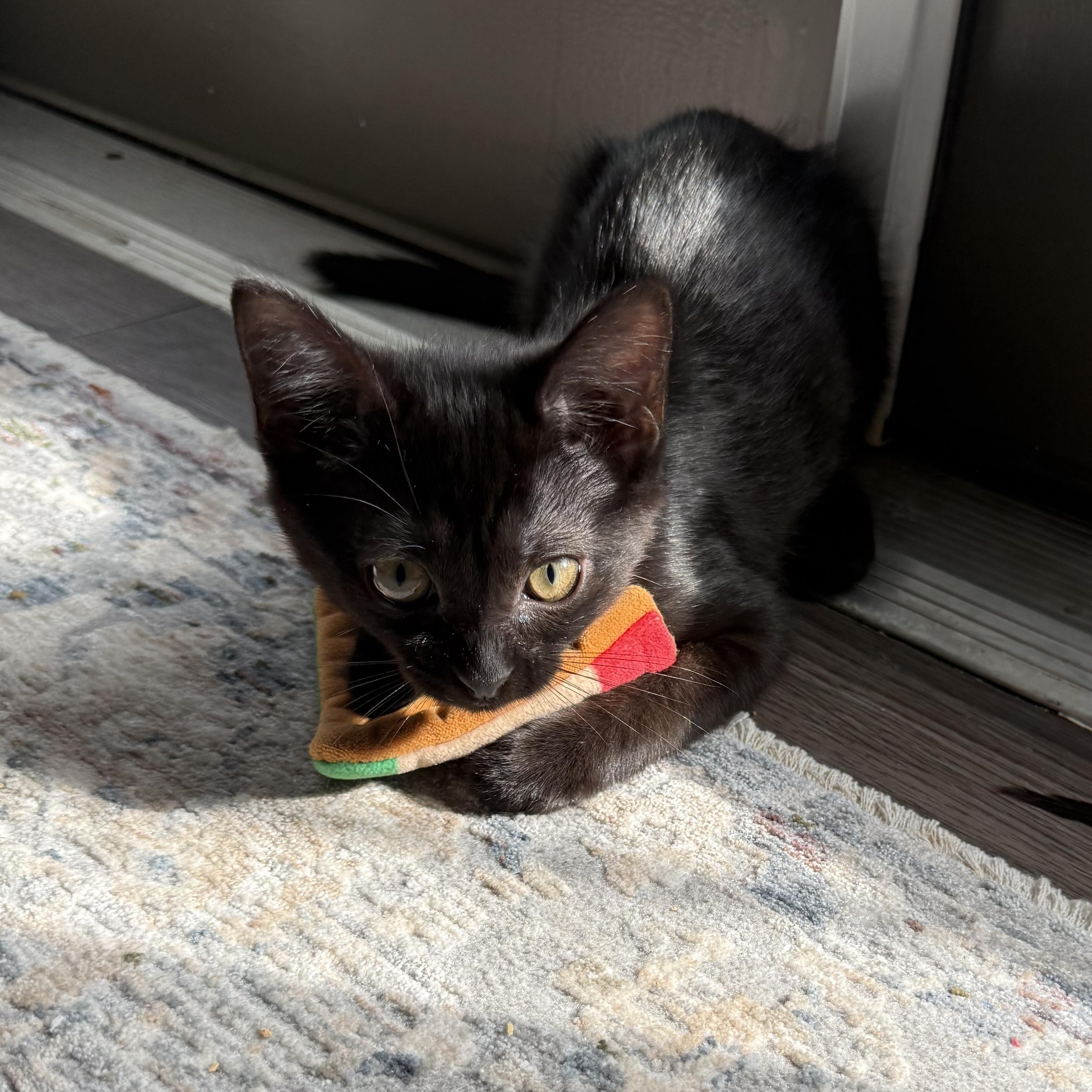 Sage, a Adoptable Domestic Short Hair in Mississippi State, MS image 1/6