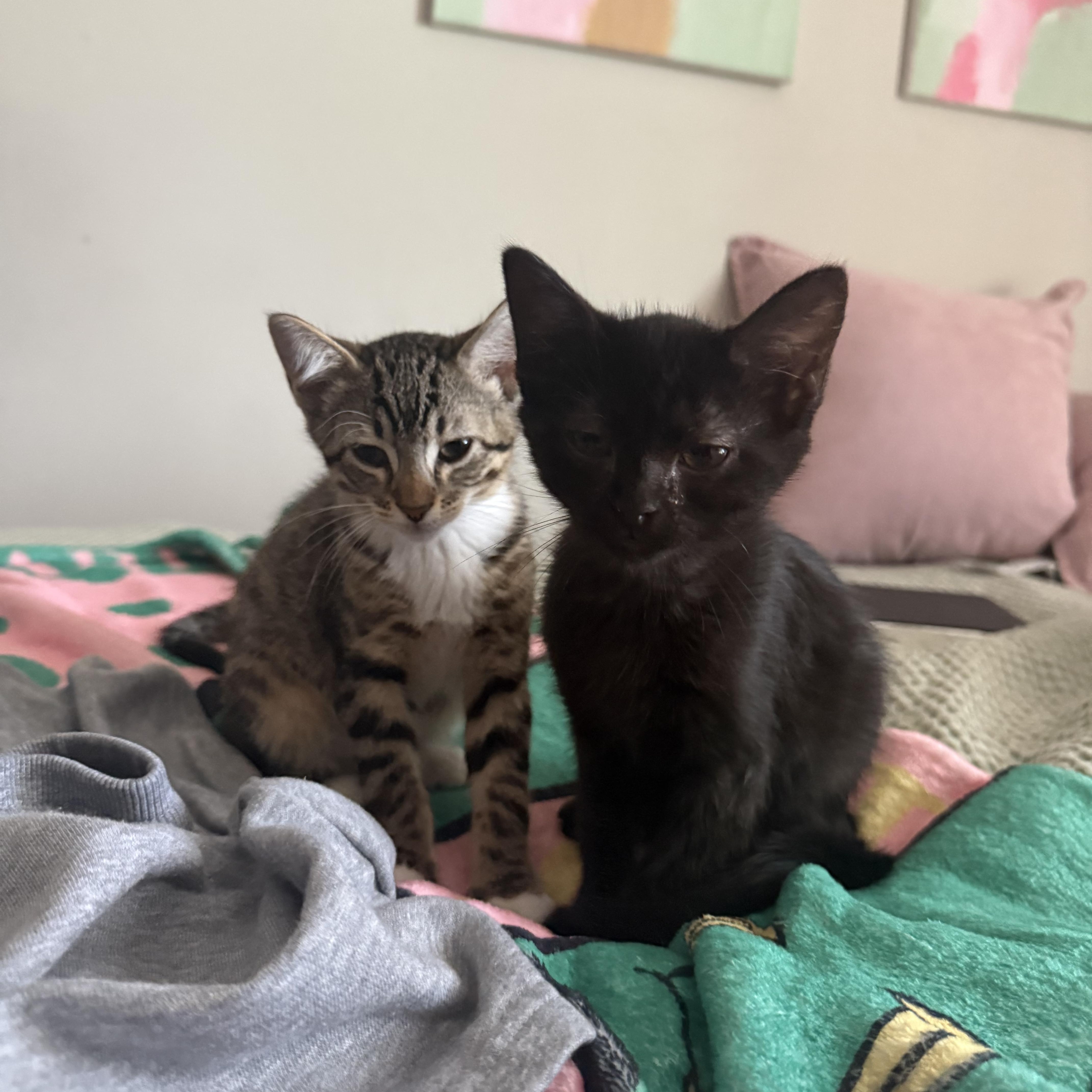 Sage, a Adoptable Domestic Short Hair in Mississippi State, MS image 5/6
