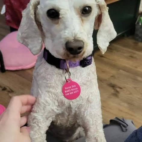 Della, ADOPTABLE, Young Female Miniature Poodle.