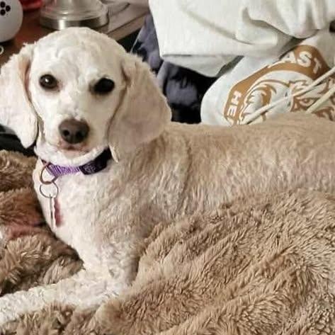 Enlarge Della, a ADOPTABLE mixed breed in St Thomas, ON image 2/2