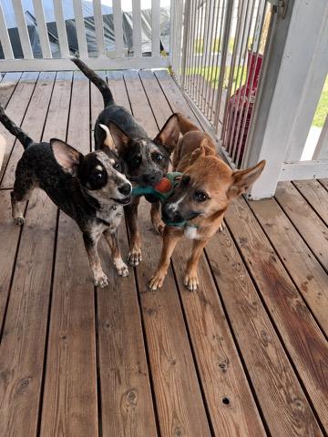 Cashew, a ADOPTABLE Mixed Breed in Polson, MT image 3/3