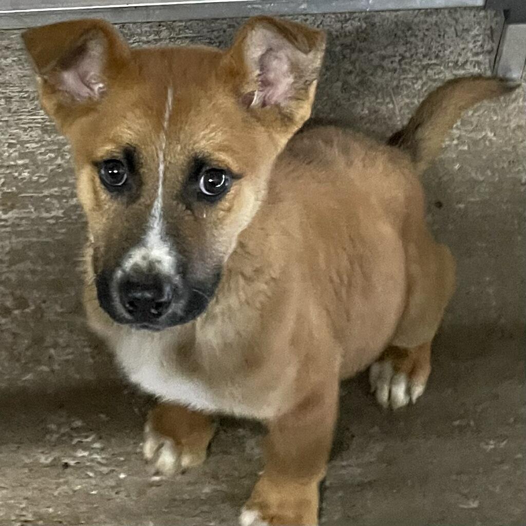 Cashew, ADOPTABLE, Puppy Male Mixed Breed.