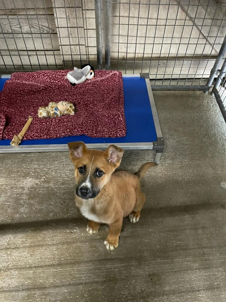 Cashew, a ADOPTABLE Mixed Breed in Polson, MT image 2/3