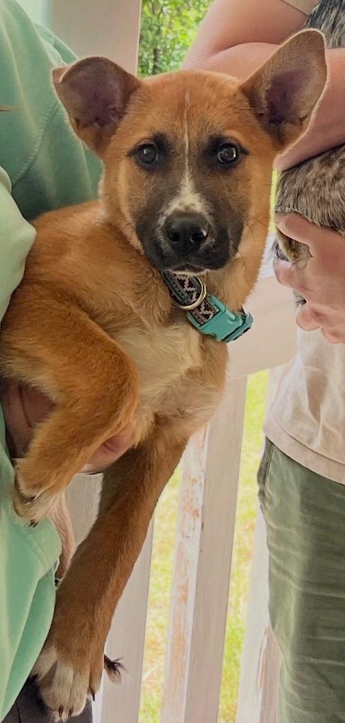 Enlarge Cashew, a ADOPTABLE Mixed Breed in Polson, MT image 1/4
