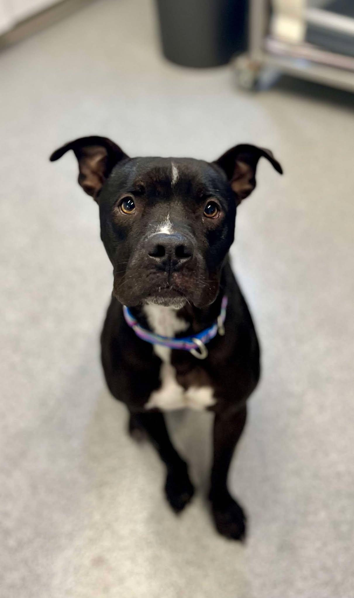 Tyson, Adoptable, Adult Male Mixed Breed.