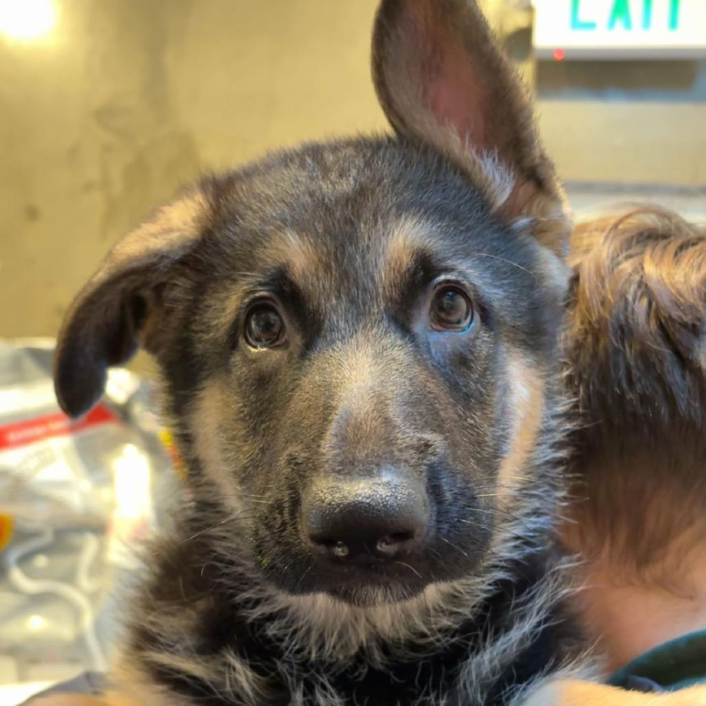 Enlarge Cyrus, a Adoptable German Shepherd Dog in Port Angeles, WA image 1/1