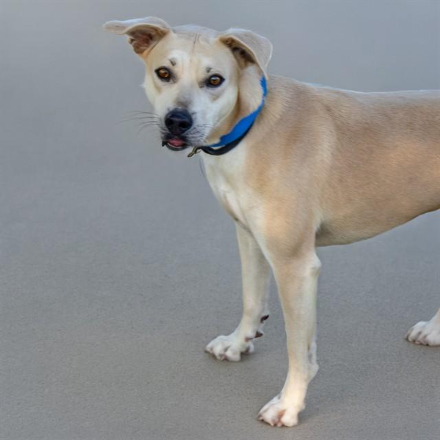 Enlarge LITTLE ROCK, a Adoptable mixed breed in St. Louis, MO image 1/1